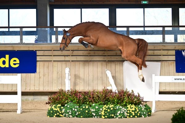 Z-France approves 6 new stallions